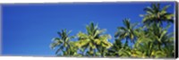 Framed Palm Trees, Maui, Hawaii (low angle view)