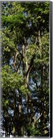 Framed Low angle view of a tree, Hawaii, USA