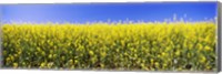 Framed Close up of Canola in bloom, Idaho