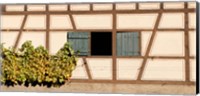 Framed Detail of half timber house and grape vines, Strumpfelbach, Baden-Wurttemberg, Germany