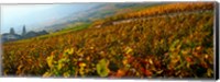Framed Vineyards and village in autumn, Valais Canton, Switzerland