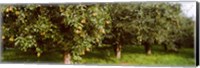 Framed Pear trees in an orchard, Hood River, Oregon