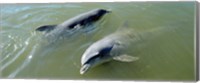 Framed Dolphins in the sea, Varadero, Matanzas Province, Cuba