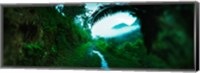 Framed Trail through a rainforest, Cayo District, Belize