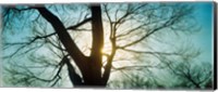 Framed Sunlight shining through a bare tree, Prospect Park, Brooklyn, Manhattan, New York City, New York State, USA