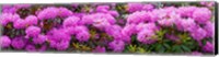 Framed Hydrangeas flowers, Union Township, Union County, New Jersey, USA