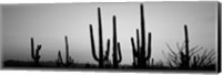 Framed Black and White Silhouette of Saguaro cacti, Saguaro National Park, Arizona