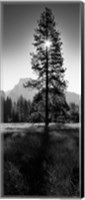 Framed Sun Behind Pine Tree, Half Dome, Yosemite Valley, California, USA