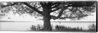 Framed Tree on a Lake, Wisconsin (black & white)