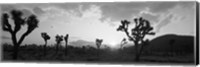 Framed Sunset, Joshua Tree Park, California (black and white)