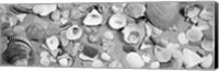 Framed High angle view of seashells