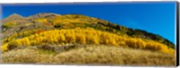 Framed Aspen trees on mountain, Alpine Loop Scenic Backway, San Juan National Forest, Colorado, USA