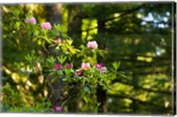 Framed Rhododendron flowers in a forest, Del Norte Coast Redwoods State Park, Del Norte County, California, USA