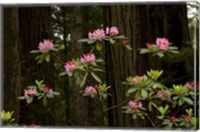 Framed Rhododendron Flowers and Redwood Trees in a Forest, Del Norte Coast Redwoods State Park, Del Norte County, California, USA