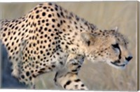 Framed Cheetah on the Prowl, Ngorongoro Conservation Area, Arusha Region, Tanzania