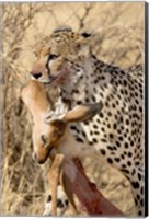 Framed Cheetahs (Acinonyx jubatus) and Prey, Samburu National Park, Rift Valley Province, Kenya