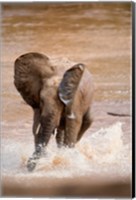 Framed African elephant (Loxodonta africana) playing with water, Samburu National Park, Rift Valley Province, Kenya