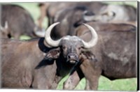 Framed Cape buffaloes (Syncerus caffer) in a field, Lake Nakuru National Park, Kenya