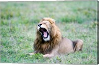 Framed Lion (Panthera leo) yawning in a field, Ngorongoro Crater, Ngorongoro, Tanzania