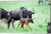 Framed Newborn Wildebeest Calf with its Parents, Ndutu, Ngorongoro, Tanzania