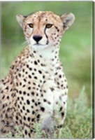 Framed Close-up of a female cheetah (Acinonyx jubatus) in a forest, Ndutu, Ngorongoro, Tanzania