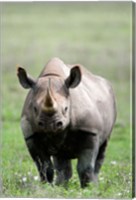 Framed Black rhinoceros (Diceros bicornis) standing in a field, Ngorongoro Crater, Ngorongoro, Tanzania