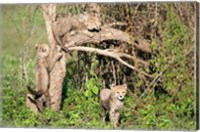Framed Cheetah Cubs Climbing a Tree, Ndutu, Ngorongoro, Tanzania