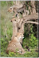 Framed Cheetah cubs (Acinonyx jubatus) with their mother in a forest, Ndutu, Ngorongoro, Tanzania