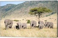 Framed African Elephants (Loxodonta africana) in a Forest, Masai Mara National Reserve, Kenya