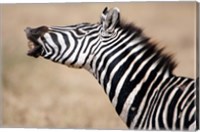 Framed Close-up of a Burchell's zebra (Equus burchelli), Tarangire National Park, Tanzania