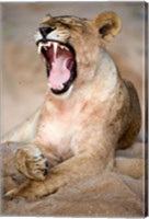 Framed Close Up of Lioness (Panthera leo) Yawning in a Forest, Tarangire National Park, Tanzania