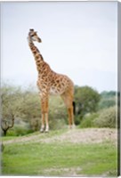 Framed Masai giraffe (Giraffa camelopardalis tippelskirchi) in a forest, Tarangire National Park, Tanzania