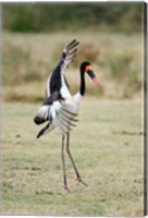Framed Saddle Billed stork (Ephippiorhynchus Senegalensis) spreading wings, Tarangire National Park, Tanzania