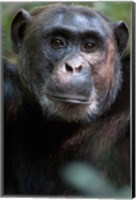 Framed Close-up of a Chimpanzee (Pan troglodytes), Kibale National Park, Uganda