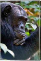 Framed Chimpanzee, Kibale National Park, Uganda