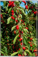 Framed Cherries to be Harvested, Cucuron, Vaucluse, Provence-Alpes-Cote d'Azur, France (vertical)