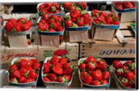 Framed Strawberries for sale at weekly market, Arles, Bouches-Du-Rhone, Provence-Alpes-Cote d'Azur, France