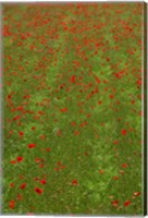Framed Poppy Field in Bloom, Les Gres, Sault, Vaucluse, Provence-Alpes-Cote d'Azur, France (vertical)