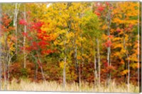 Framed Colorful Trees in the Forest during Autumn, Muskoka, Ontario, Canada