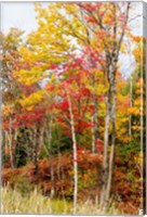 Framed Autumn Trees, Muskoka, Ontario, Canada