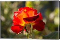 Framed Close-up of an orange rose, Los Angeles, California, USA