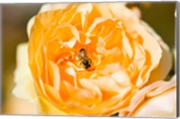 Framed Bee pollinating a yellow rose, Beverly Hills, Los Angeles County, California, USA