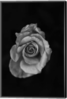 Framed Close-up of a rose