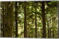 Framed Trees in a forest, Queets Rainforest, Olympic National Park, Washington State, USA