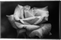 Framed Close-up of a rose, Los Angeles County, California, USA