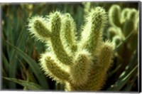 Framed Cactus in sunlight