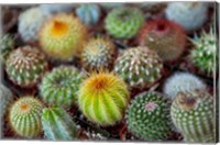 Framed Close-up of multi-colored Cacti