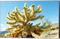 Framed Cactus at Joshua Tree National Park, California, USA