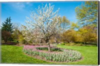 Framed Tree in Sherwood Gardens, Baltimore, Maryland