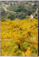 Framed Vineyards, Collioure, Vermillion Coast, Pyrennes-Orientales, Languedoc-Roussillon, France (vertical)